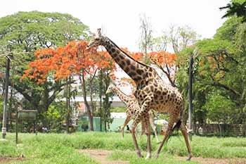 Zoological Garden